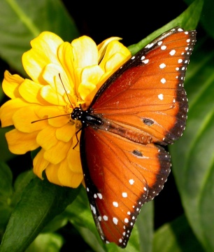 butterflywatching.jpg