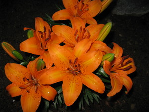 lilies.jpg